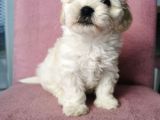 Maltipoo Bebeklerim