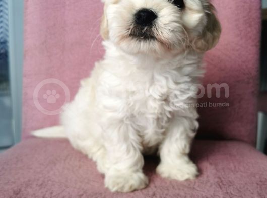 Maltipoo Bebeklerim görsel