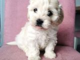 Maltipoo Bebeklerim