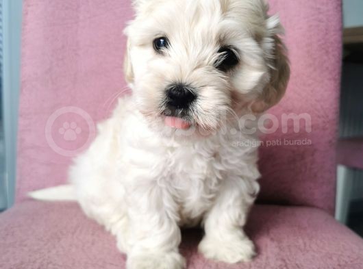 Maltipoo Bebeklerim görsel