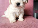 Maltipoo Bebeklerim