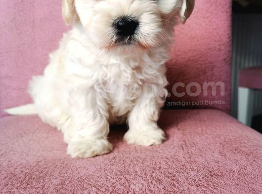 Maltipoo Bebeklerim