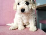 Maltipoo Bebeklerim