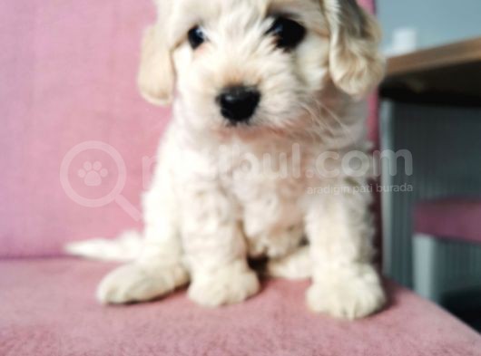 Maltipoo Bebeklerim görsel