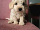 Maltipoo Bebeklerim