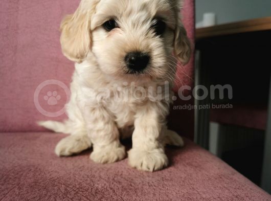 Maltipoo Bebeklerim görsel