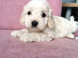 Maltipoo Bebeklerim