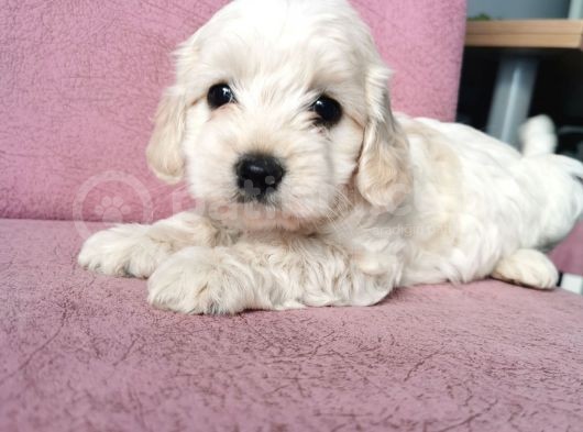 Maltipoo Bebeklerim görsel
