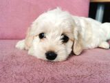Maltipoo Bebeklerim