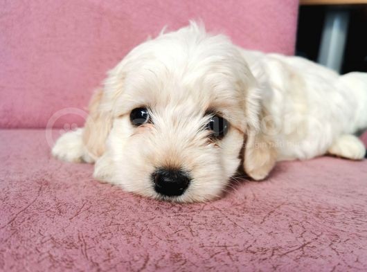 Maltipoo Bebeklerim