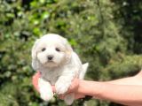 Yavru Maltipoo