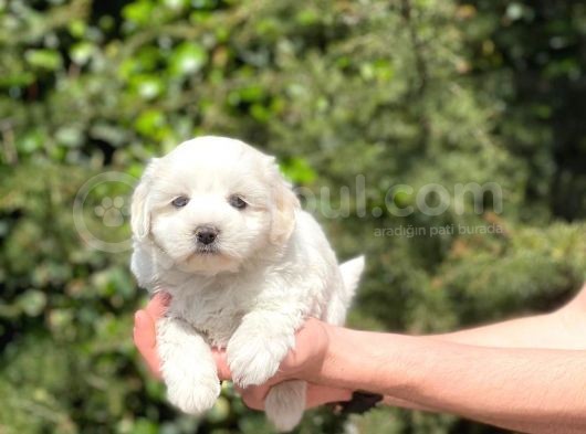 Yavru Maltipoo görsel