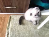 Safkan Scottish Fold 2 Aylık Yavru
