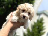 2.5 Aylık Erkek Ve Di̇şi̇ Malti̇poo Yavrular