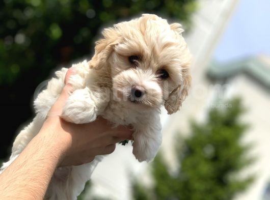 2.5 Aylık Erkek Ve Di̇şi̇ Malti̇poo Yavrular görsel