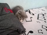 Bal Suratlı Minik Kedi