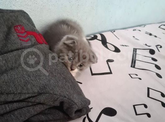 Bal Suratlı Minik Kedi görsel