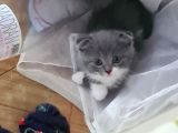 Bal Suratlı Minik Kedi