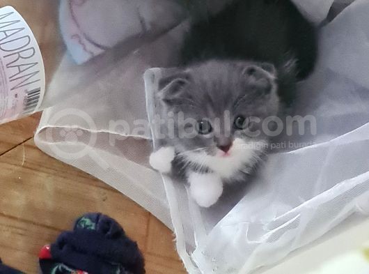 Bal Suratlı Minik Kedi görsel