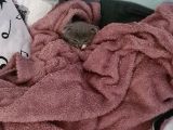 Bal Suratlı Minik Kedi