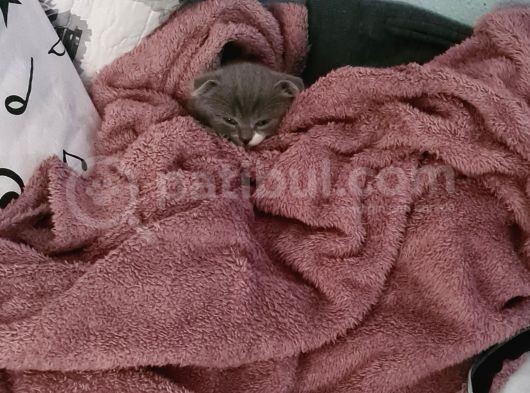 Bal Suratlı Minik Kedi görsel