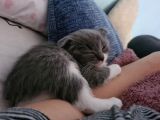 Bal Suratlı Minik Kedi
