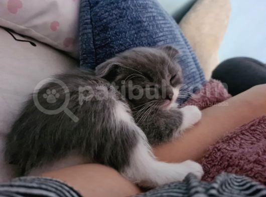 Bal Suratlı Minik Kedi görsel