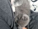 Bal Suratlı Minik Kedi