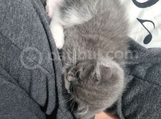 Bal Suratlı Minik Kedi