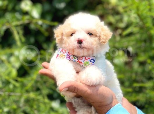 Yakışıklı Maltipoo görsel