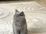 3 Aylık Sağlıklı Erkek British Shorthair