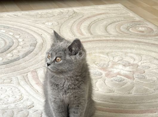 3 Aylık Sağlıklı Erkek British Shorthair