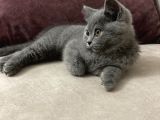 3 Aylık Sağlıklı Erkek British Shorthair