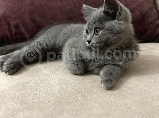 3 Aylık Sağlıklı Erkek British Shorthair görsel