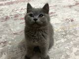 3 Aylık Sağlıklı Erkek British Shorthair