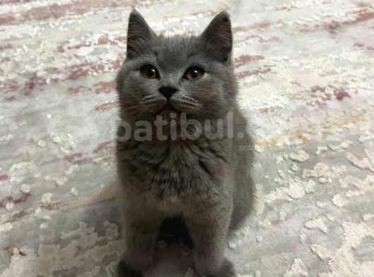 3 Aylık Sağlıklı Erkek British Shorthair görsel