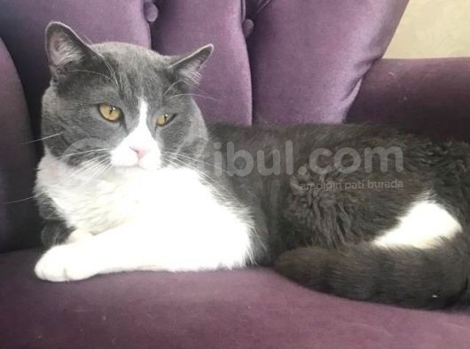 Babaannemin Alerjisi Olduğu İçin Vermek Zorundayım görsel