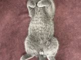 3 Aylık Sağlıklı Erkek British Shorthair