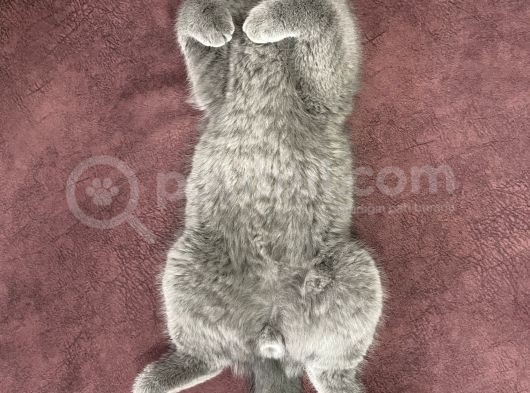 3 Aylık Sağlıklı Erkek British Shorthair görsel