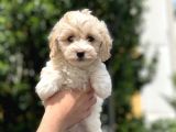 2.5 Aylık Erkek Ve Di̇şi̇ Malti̇poo Yavrular