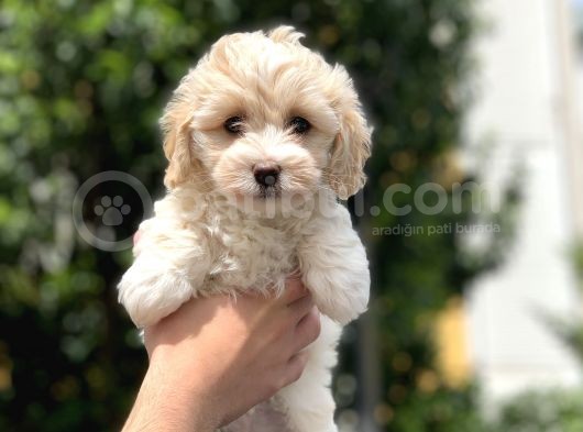 2.5 Aylık Erkek Ve Di̇şi̇ Malti̇poo Yavrular görsel