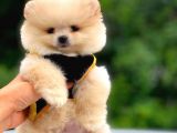 2.5 Aylık Di̇şi̇ Pomerani̇an Boo