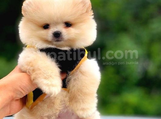 2.5 Aylık Di̇şi̇ Pomerani̇an Boo görsel