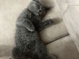 3 Aylık Sağlıklı Erkek British Shorthair