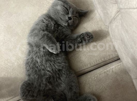 3 Aylık Sağlıklı Erkek British Shorthair görsel