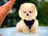2.5 Aylık Di̇şi̇ Pomerani̇an Boo