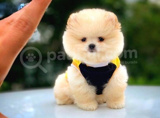 2.5 Aylık Di̇şi̇ Pomerani̇an Boo