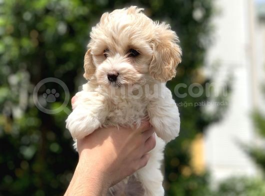 2.5 Aylık Erkek Ve Di̇şi̇ Malti̇poo Yavrular