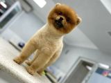 1 Yaşında Erkek Pomerani̇an Boo