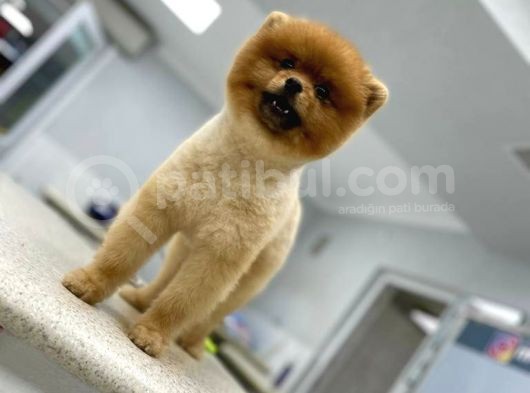 1 Yaşında Erkek Pomerani̇an Boo görsel